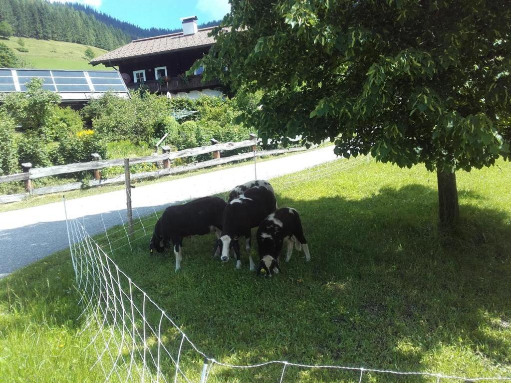 Neudegghof Daire Eben Im Pongau Dış mekan fotoğraf